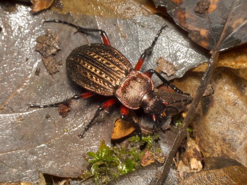 cancellatus Illiger, 1798